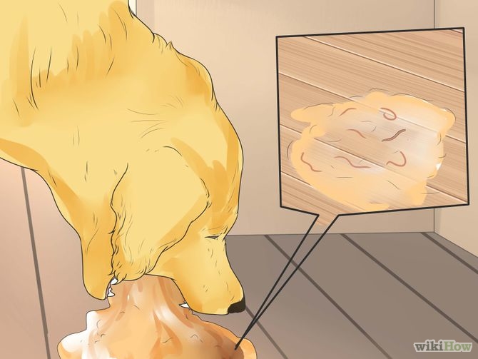 Как лечить глисты у собак