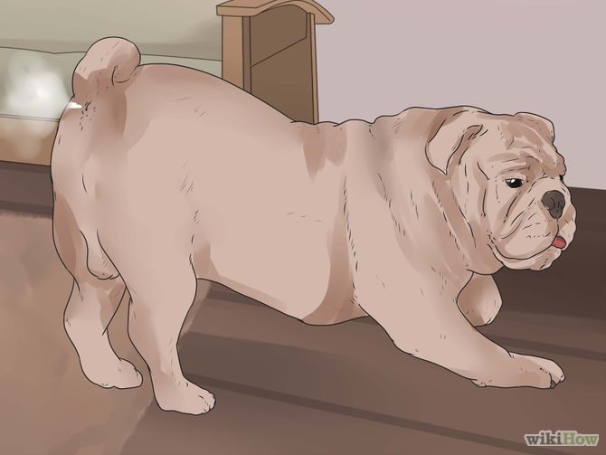 Как лечить глисты у собак