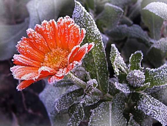 Как защитить растения от заморозков
