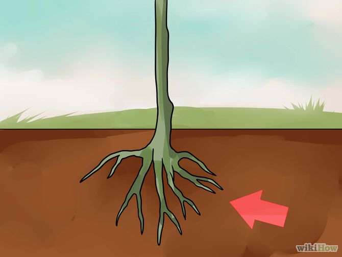Как привить дерево - wikiHow