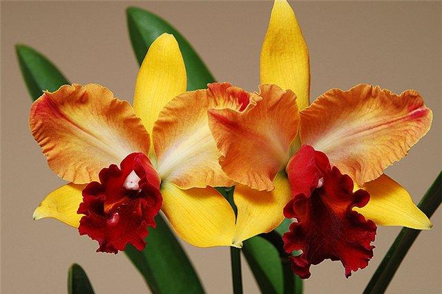 Какой сорт орхидеи выбрать для дома