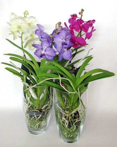 Какой сорт орхидеи выбрать для дома - ванда