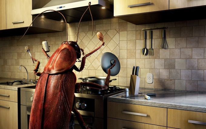 Узнайте, как избавиться от тараканов в квартире навсегда в домашних условиях