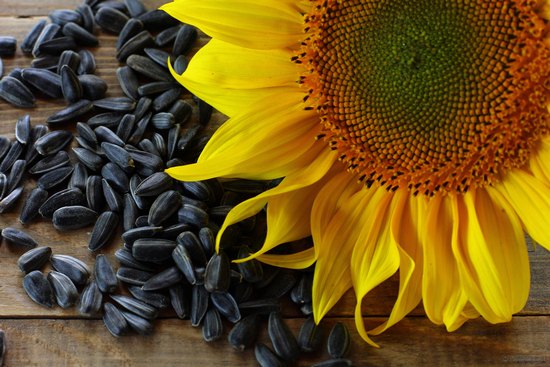 Як вибрати і де купити насіння соняшнику на посів(Как выбрать и где купить семена подсолнечника на посев)
