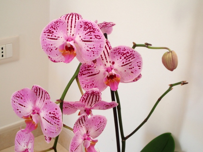 Научитесь ухаживать за орхидеями в горшке в домашних условиях