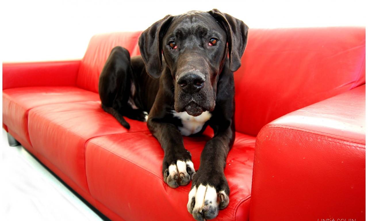 собака на диване без чехлов