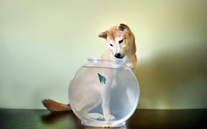 Сочетание гороскопов: Собака-Рыбы