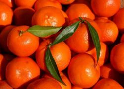 Гибрид апельсина и мандарина
