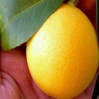 Гибрид лимона и апельсина