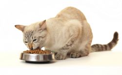 Беззерновой корм для кошек