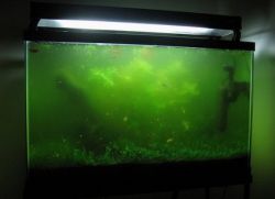 В аквариуме зеленеет вода - что делать?