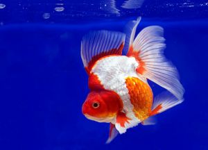 Золотая аквариумная рыбка
