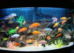 Как менять воду в аквариуме с рыбками?