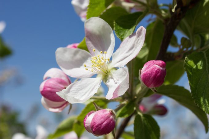 Чем подкормить яблони и сливы весной
