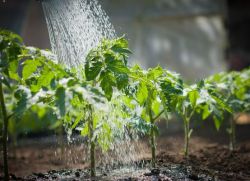 Как поливать рассаду?