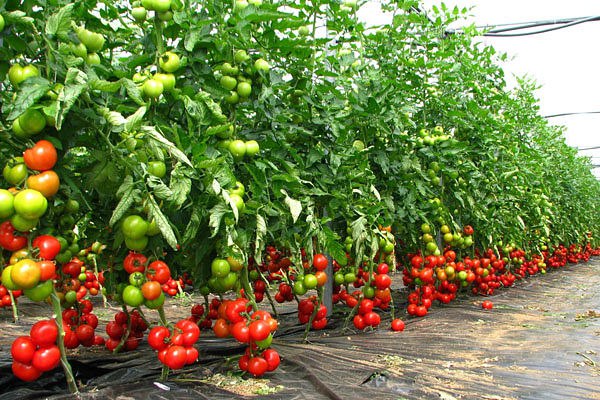 Какие сорта томатов дают самый большой урожай