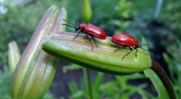 Как избавиться от красных жуков на лилиях