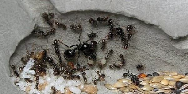 Муравьиная ферма для дома и офиса - как выбрать, чем кормить муравьев и как правильно ухаживать