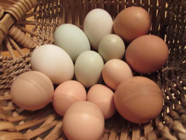Аллергия на яйца: симптомы и лечение