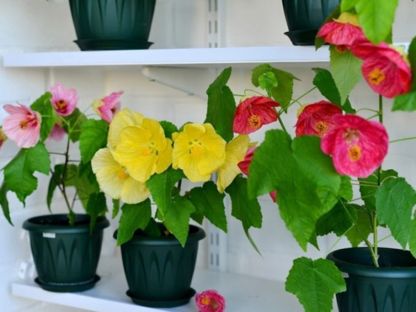 Какие цветущие комнатные растения самые неприхотливые