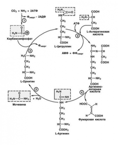 Орнитиновый цикл: описание, схема и особенности
