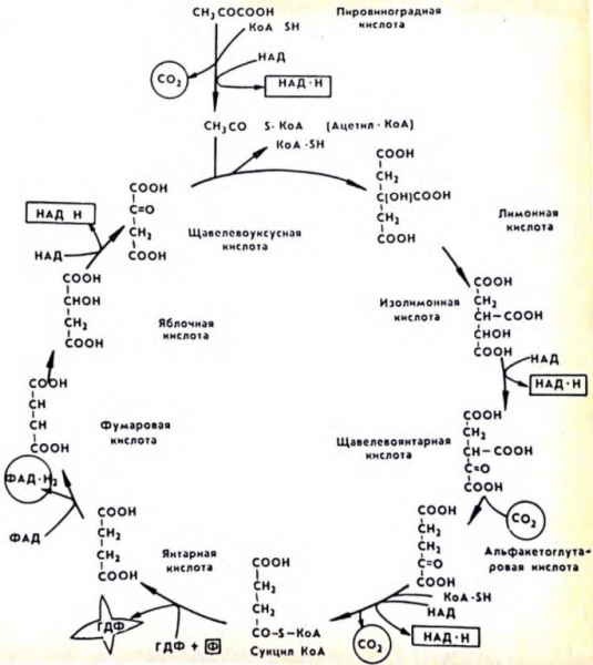 Орнитиновый цикл: описание, схема и особенности