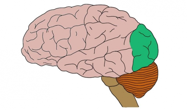 Извилины головного мозга и борозды: строение и функции