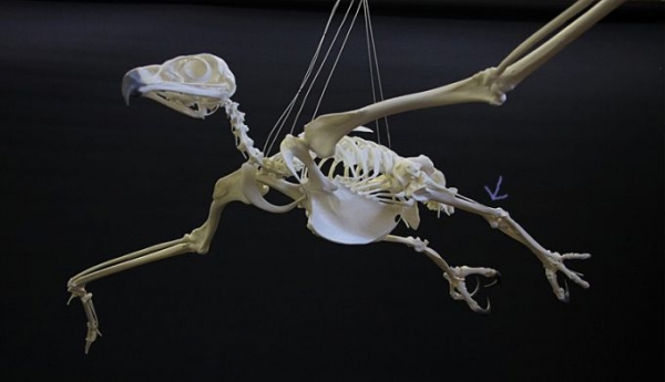 Скелет птицы: особенности строения