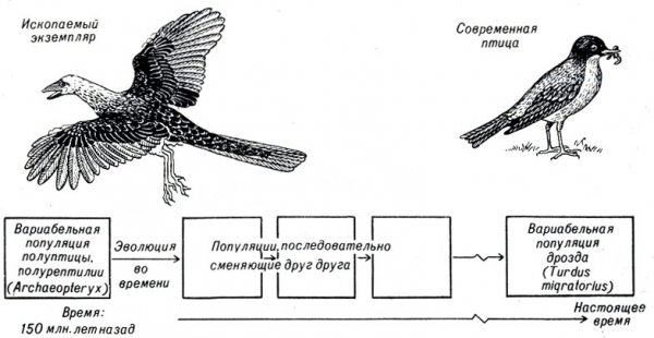 Скелет птицы: особенности строения