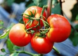 Как поливать помидоры в теплице из поликарбоната?