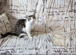 Как вывести запах кошачьей мочи с дивана?
