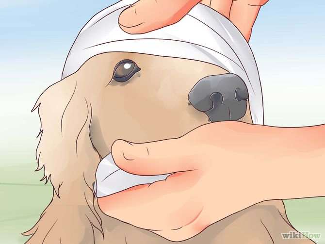 Как лечить порванное ухо у собаки