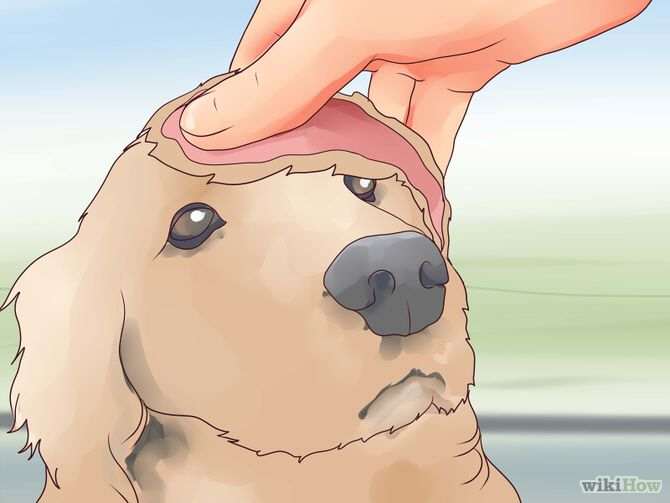 Как лечить порванное ухо у собаки