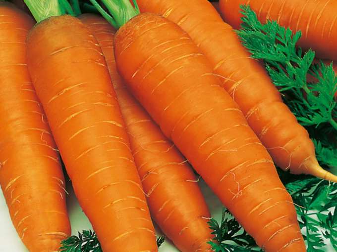 Почему морковь вырастает горькой