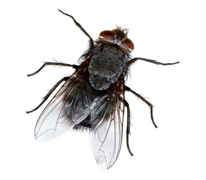 Как избавиться от мух в доме