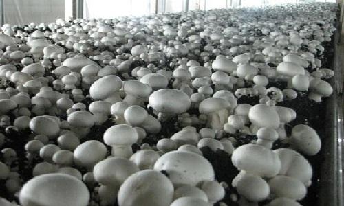 Технології вирощування білих грибів