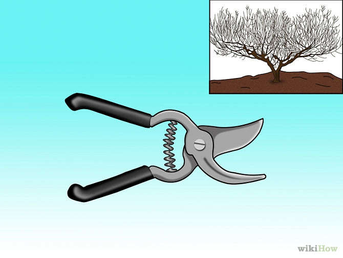 Как подрезать персиковое дерево