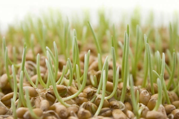 Как прорастить пшеницу в домашних условиях для еды