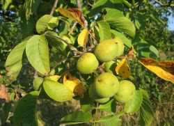 Листья ореха как удобрение для огорода