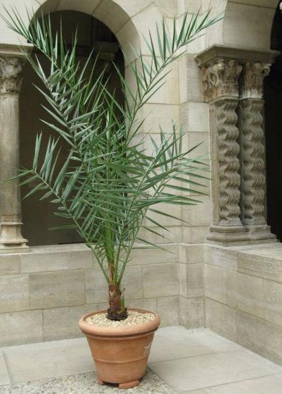 Как вырастить финиковую пальму из косточки?