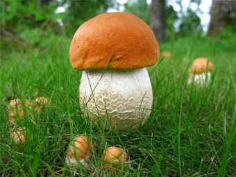 Вживання грибів при годуванні груддю: що потрібно знати?