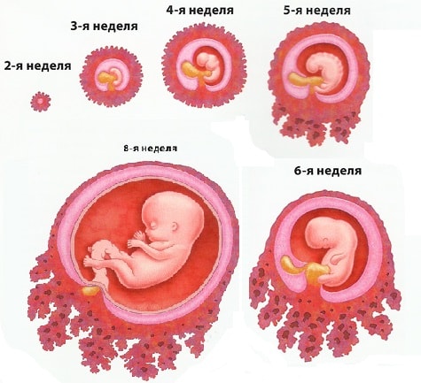 Динаміка росту плода під час вагітності: як все швидко розвивається?
