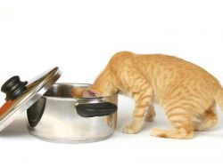Какой сухой корм лучше для кошек?