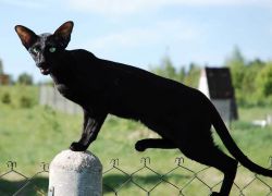 Ориентальная кошка - описание породы