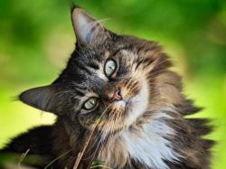 Сибирские кошки - описание породы  
