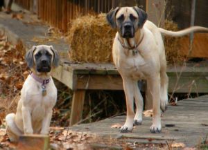 Породы больших собак