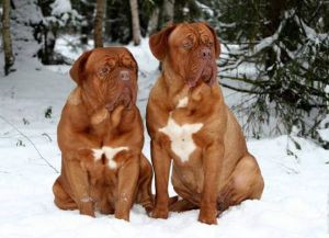 Породы больших собак