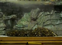 Донный фильтр для аквариума своими руками