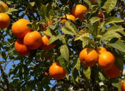 Где растут апельсины?