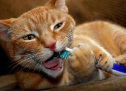 Запах изо рта у кошки - причины
